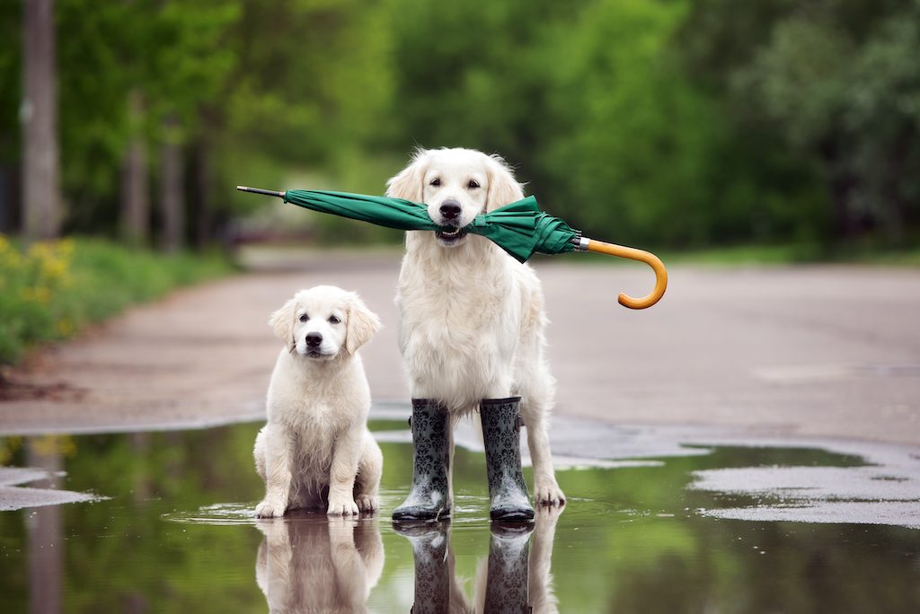 residential security services, protect your pets